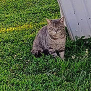 Oliver is registered to the contest to win money with this photo: cat, tabby_cat, grass, outdoor, sunlight, greenery, metal_sheet, animal, pet, nature, daylight, feline, sitting, fur, whiskers, ears, ground, plant, shadow, quiet