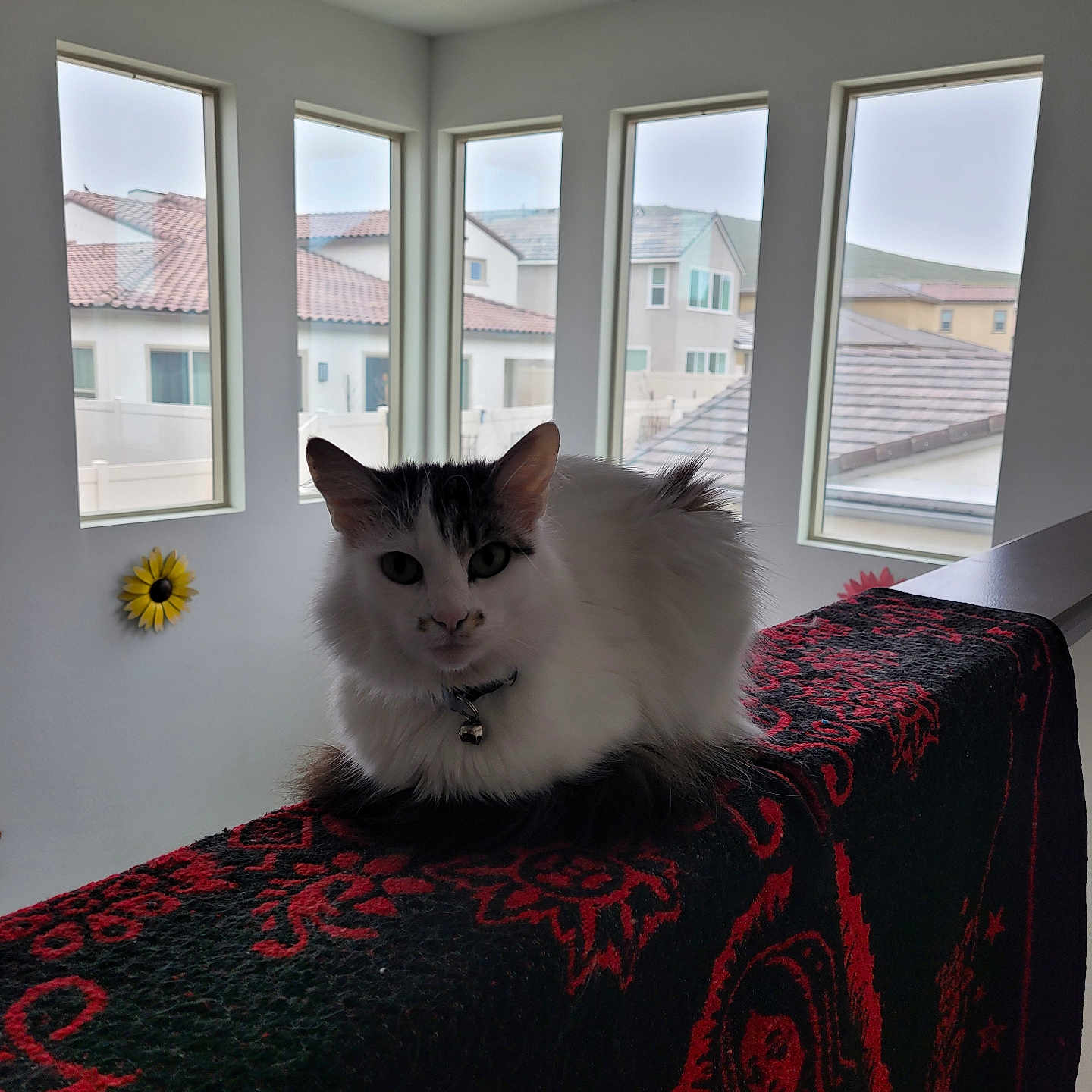 Lola is registered to the contest to win money with this photo: animal, bell, black_and_white, blanket, cat, collar, daylight, feline, fur, house, indoor, loaf_position, overcast, patterned_blanket, pet, railing, resting, suburban, white_cat, window