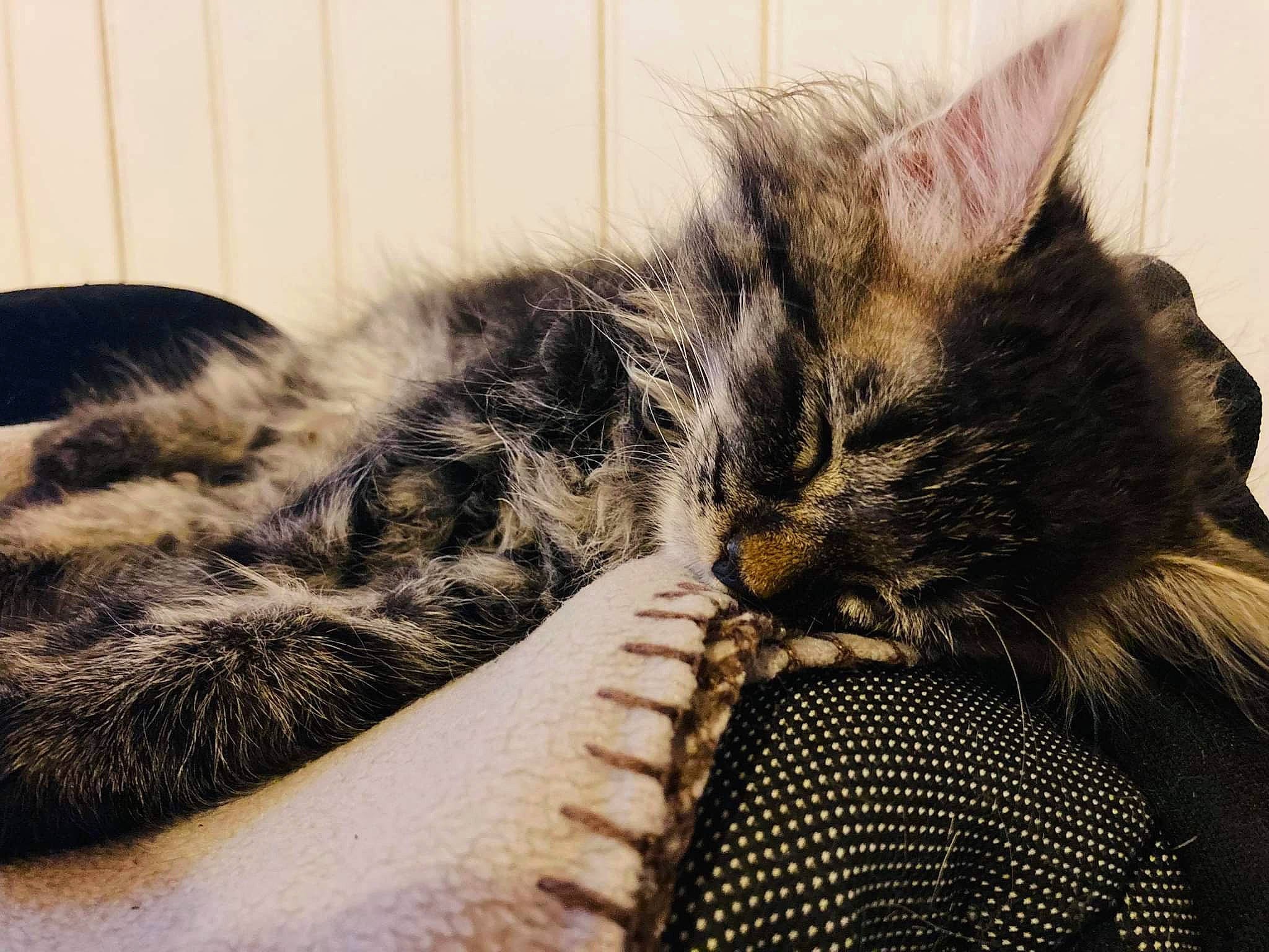 Pupuce a rejoint le concours — aidez-le/la à gagner de superbes lots ! carnivore, cat, claw, close_up, cloud, comfort, domestic_short_haired_cat, eye, felidae, fur, grey, leg, nap, paw, sky, small_to_medium_sized_cats, snout, tail, terrestrial_animal, whiskers