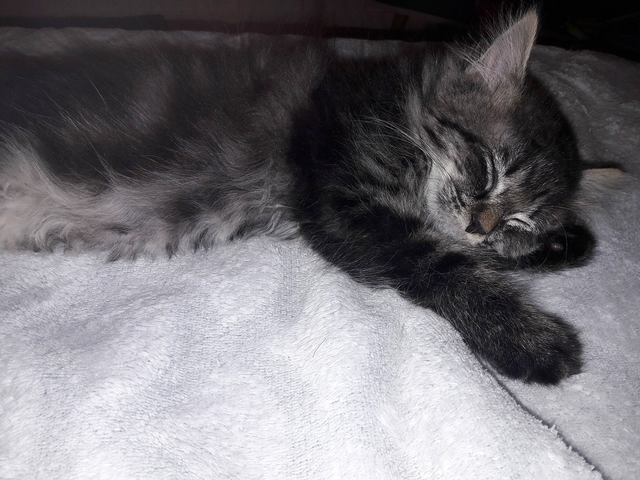 Pupuce a rejoint le concours — aidez-le/la à gagner de superbes lots ! automotive_tire, black_cat, carnivore, cat, claw, comfort, domestic_short_haired_cat, eye, felidae, flooring, fur, grey, human_leg, leg, monochrome_photography, paw, small_to_medium_sized_cats, snout, tail, whiskers