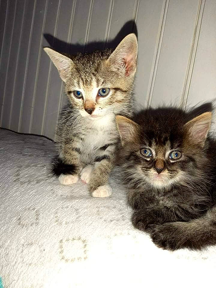 Pupuce a rejoint le concours — aidez-le/la à gagner de superbes lots ! carnivore, cat, claw, domestic_short_haired_cat, fawn, felidae, fur, gesture, paw, sitting, small_to_medium_sized_cats, snout, tail, whiskers, window