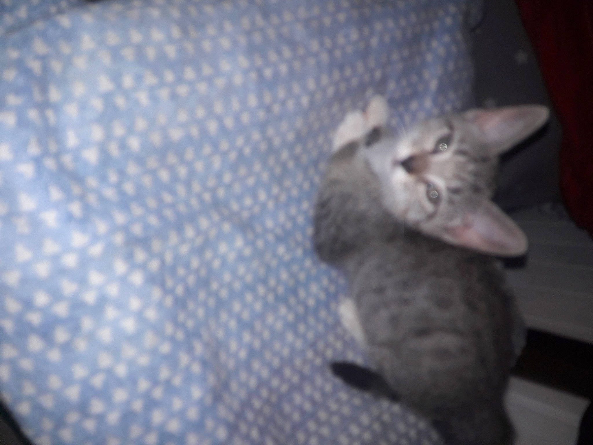 Riri participe au concours pour gagner de l'argent avec cette photo : carnivore, cat, cat_toy, comfort, domestic_short_haired_cat, fawn, felidae, fur, grey, pattern, paw, small_to_medium_sized_cats, tail, whiskers