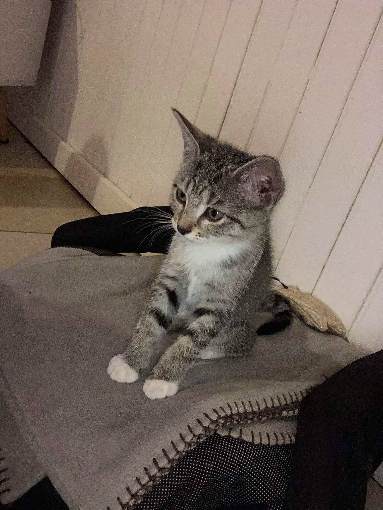 Riri participe au concours pour gagner de l'argent avec cette photo : bed, carnivore, cat, claw, comfort, couch, domestic_short_haired_cat, eye, felidae, floor, flooring, fur, grey, metal, paw, sitting, small_to_medium_sized_cats, snout, tail, whiskers