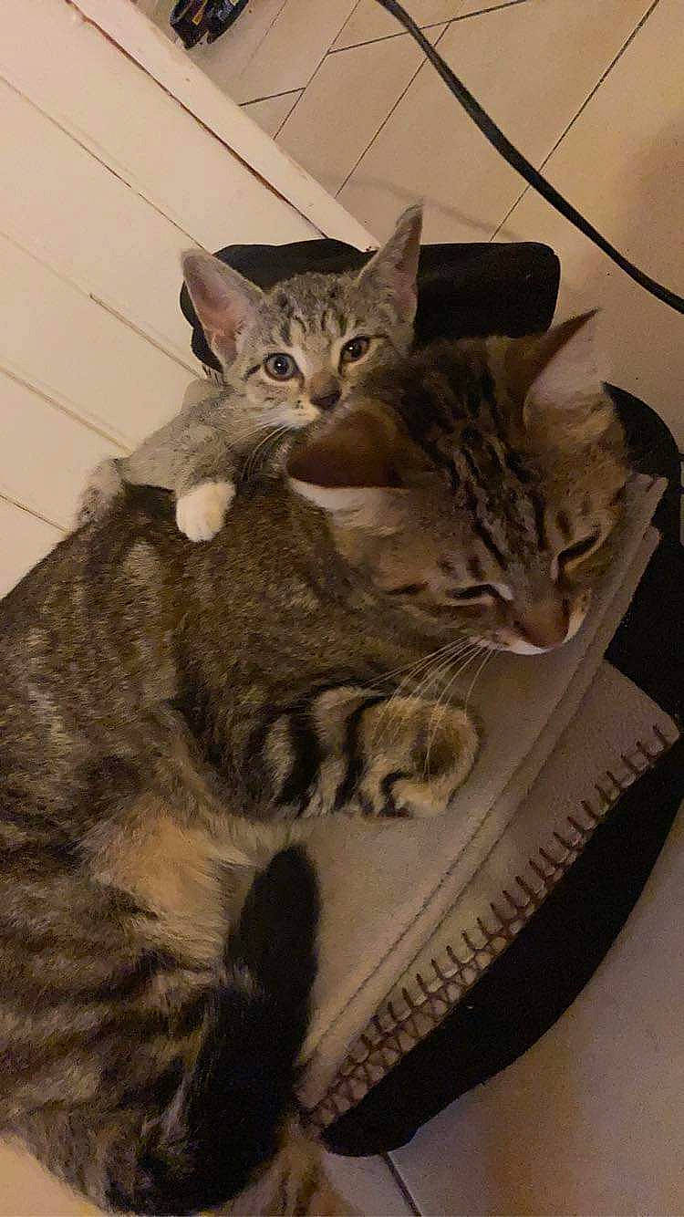 Riri participe au concours pour gagner de l'argent avec cette photo : art, carnivore, cat, claw, domestic_short_haired_cat, eye, felidae, fur, grey, military_camouflage, paw, photo_caption, sitting, small_to_medium_sized_cats, snout, tail, terrestrial_animal, whiskers, wildlife, window