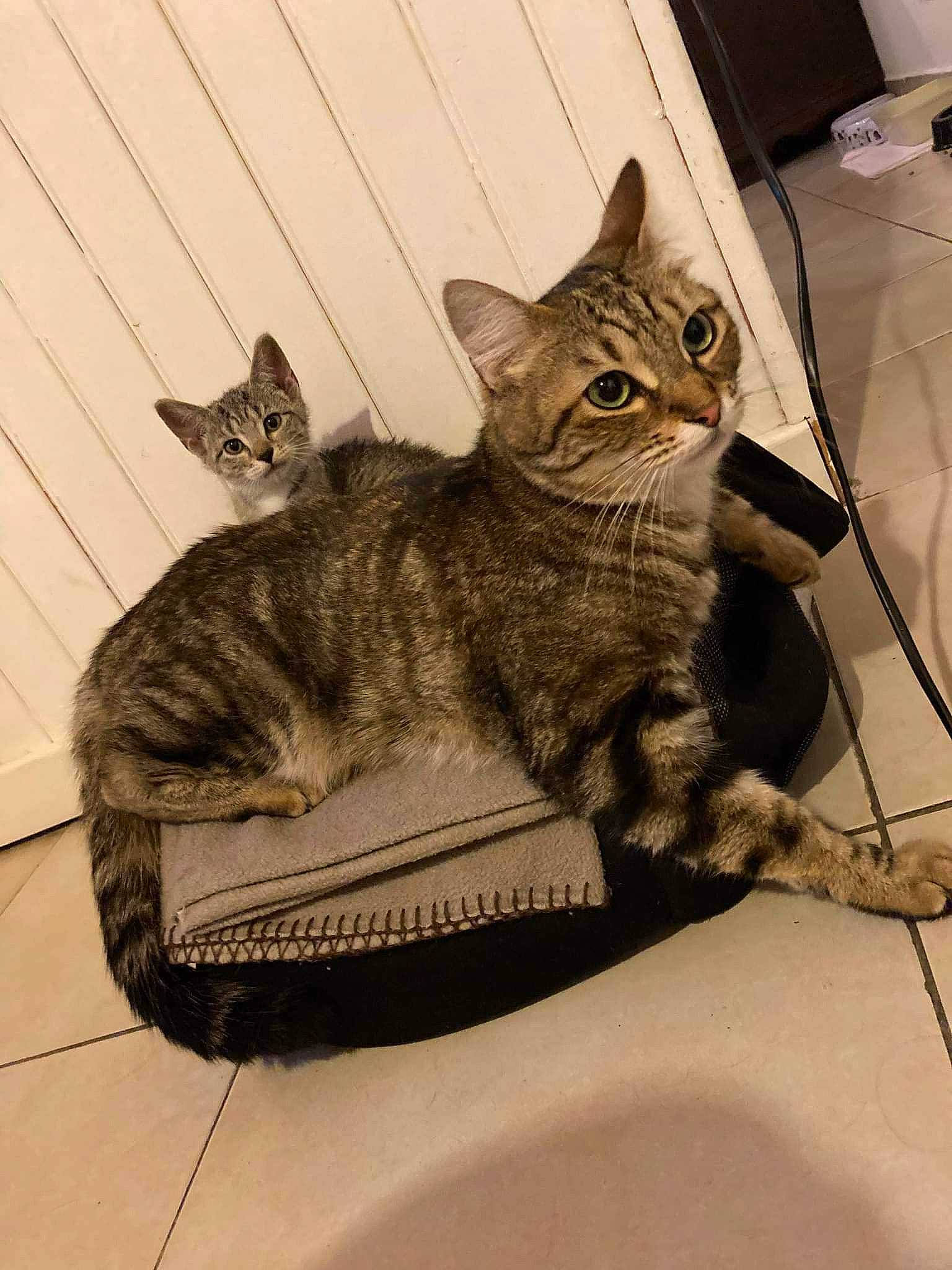 Riri participe au concours pour gagner de l'argent avec cette photo : basket, carnivore, cat, cat_supply, claw, comfort, domestic_short_haired_cat, felidae, fur, mammal, paw, sitting, small_to_medium_sized_cats, snout, tail, terrestrial_animal, vertebrate, whiskers, wildlife, window