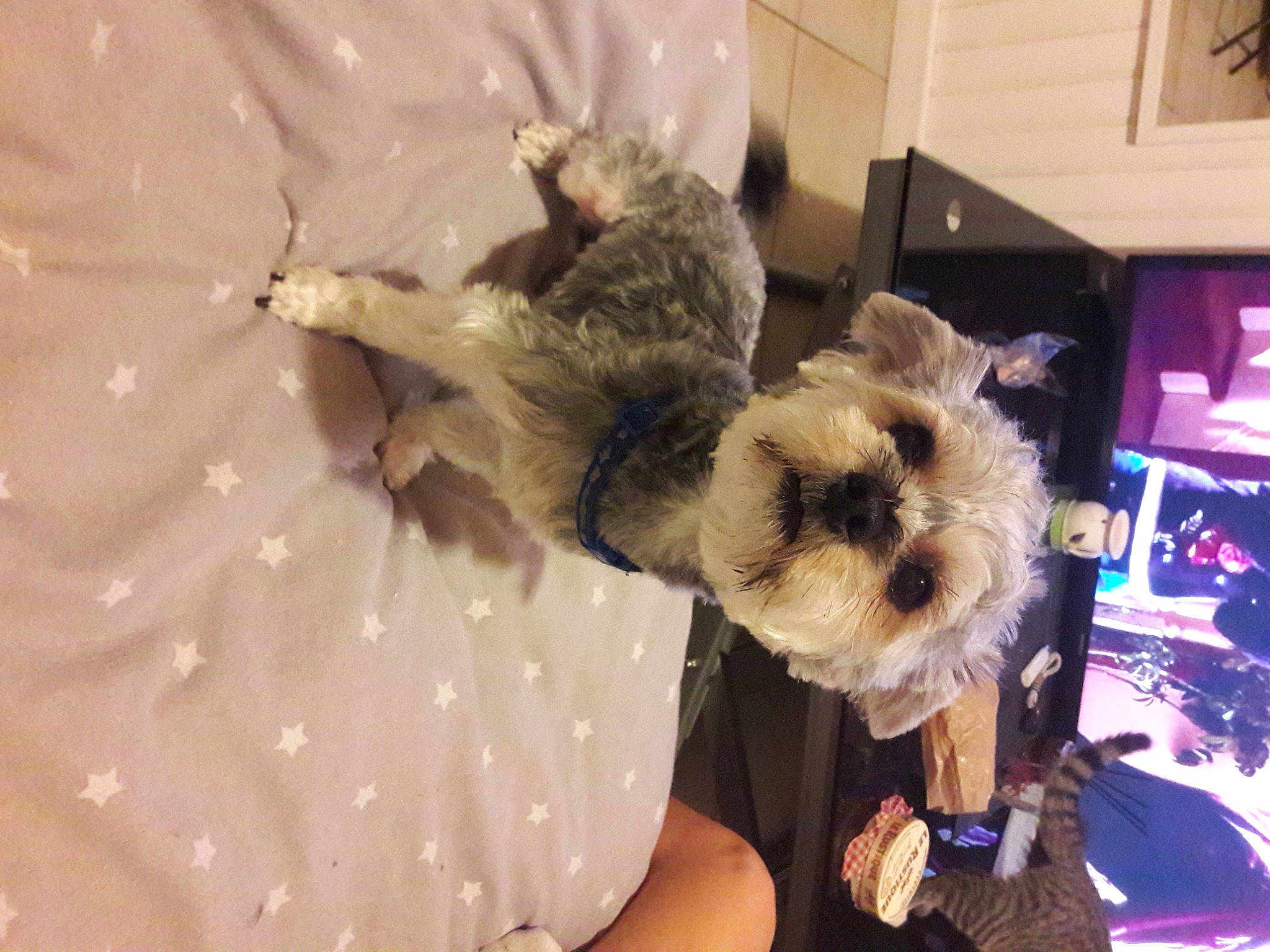 Diego participe au concours pour gagner de l'argent avec cette photo : canidae, carnivore, companion_dog, computer_keyboard, computer_monitor, display_device, dog_breed, event, fawn, felidae, fur, small_terrier, small_to_medium_sized_cats, sporting_group, stuffed_toy, tail, television, toy, toy_dog, whiskers