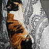 Loocky a rejoint le concours — aidez-le/la à gagner de superbes lots ! cat, calico, pet, sleeping, blanket, patterned, fur, animal, cozy, resting, indoor, cute, domestic_cat, feline, soft, comfort, laying, relaxing, bed, warm