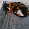 Loocky participe au concours pour gagner de l'argent avec cette photo : cat, calico, sleeping, curled_up, fur, bed, blanket, indoor, pet, resting, cozy, animal, feline, quiet, comfort, soft, relaxed, domestic, cute, nap
