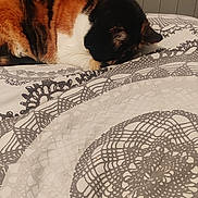 Loocky participe au concours pour gagner de l'argent avec cette photo : cat, calico, sleeping, bed, blanket, pattern, indoor, resting, feline, cozy, fur, animal, domestic, quiet, relaxed, cute, pet, comfort, home, nap