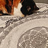 cat, calico, sleeping, bed, blanket, pattern, indoor, resting, feline, cozy, fur, animal, domestic, quiet, relaxed, cute, pet, comfort, home, nap