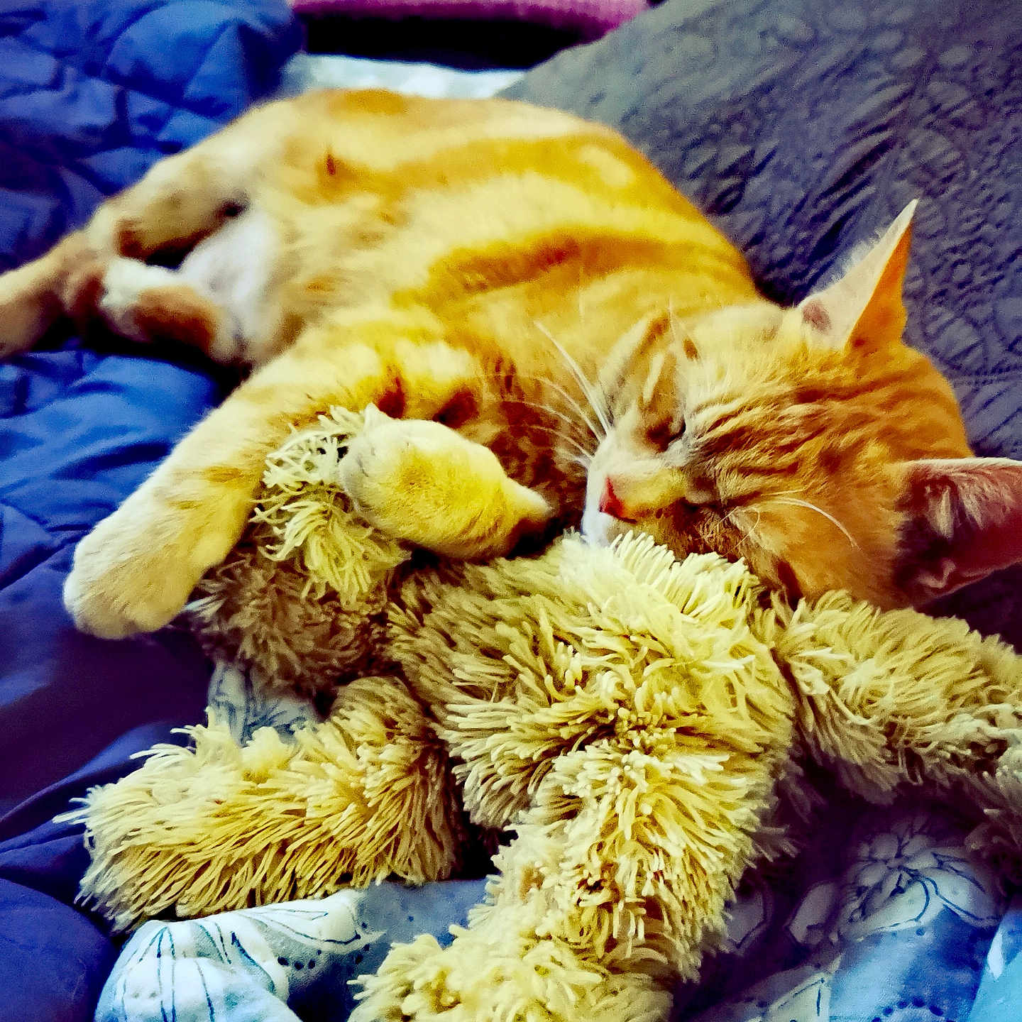 Billy Billy a rejoint le concours — aidez-le/la à gagner de superbes lots ! abyssinian, animal, bed, bedroom, blanket, cat, chair, couch, cushion, furniture, homedecor, indoors, kitten, manx, person, pet, room, sleeping, teddybear, toy