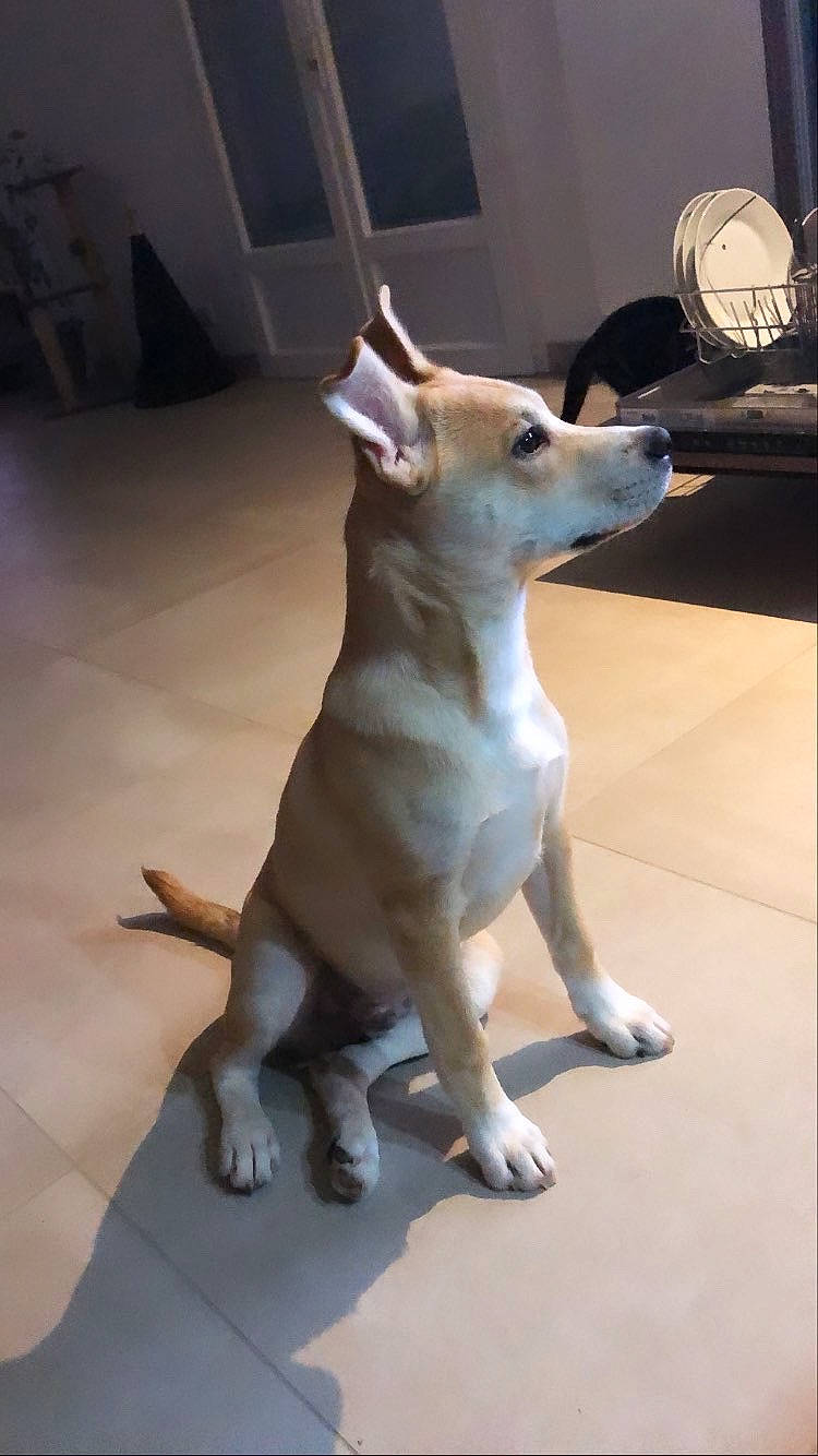 Rhéa a rejoint le concours — aidez-le/la à gagner de superbes lots ! ancient_dog_breeds, art, canidae, carnivore, companion_dog, dog, dog_breed, electric_fan, fawn, floor, flooring, fur, mechanical_fan, paw, snout, sporting_group, tail, terrestrial_animal, wood, working_animal