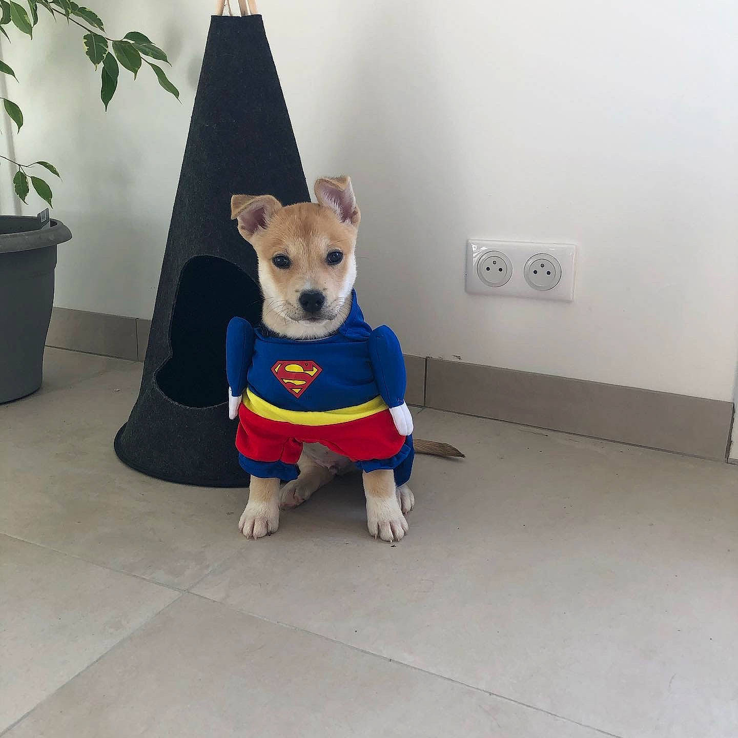 Rhéa a rejoint le concours — aidez-le/la à gagner de superbes lots ! canidae, carnivore, companion_dog, dog, dog_breed, dog_clothes, dog_supply, electric_blue, fawn, floor, flooring, flowerpot, houseplant, pattern, pet_supply, plant, snout, sporting_group, tail, toy_dog