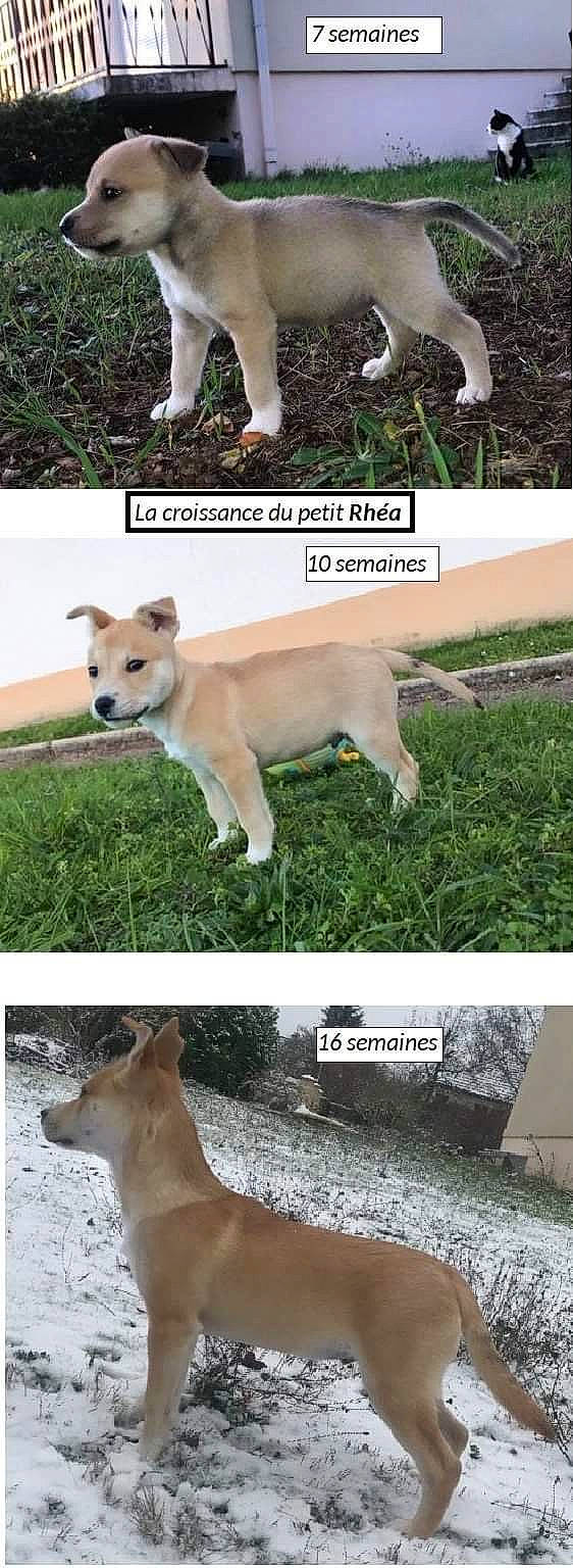Rhéa participe au concours pour gagner de l'argent avec cette photo : calf, carnivore, collar, companion_dog, dog, dog_breed, fawn, foot, grass, green, human_leg, knee, light, photo_caption, photograph, plant, tail, thigh, white, working_animal