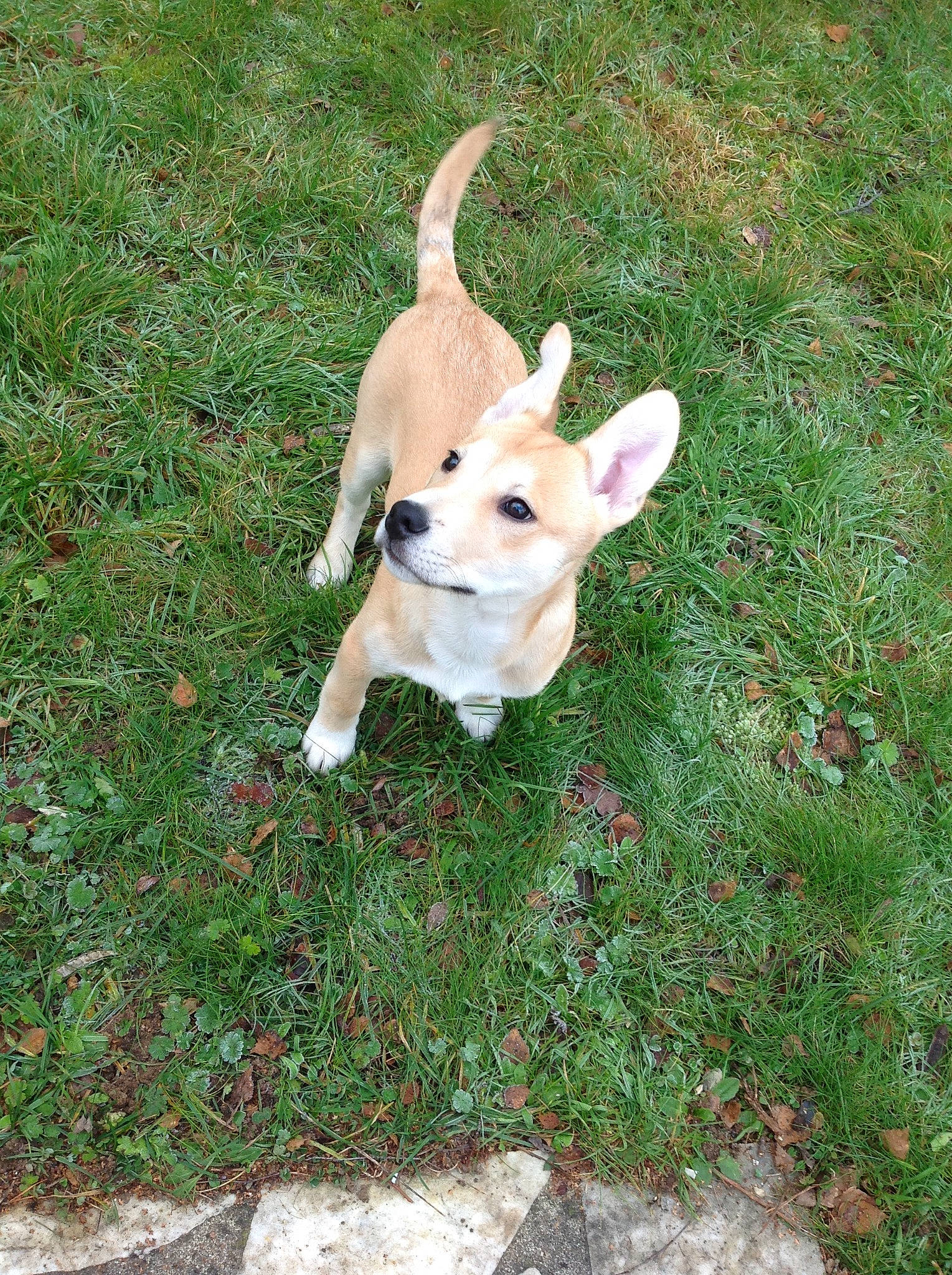 Rhéa participe au concours pour gagner de l'argent avec cette photo : canidae, carnivore, companion_dog, dog, dog_breed, fawn, grass, groundcover, lawn, pasture, paw, plant, snout, sporting_group, tail, terrestrial_animal, toy_dog, whiskers, wood, working_animal