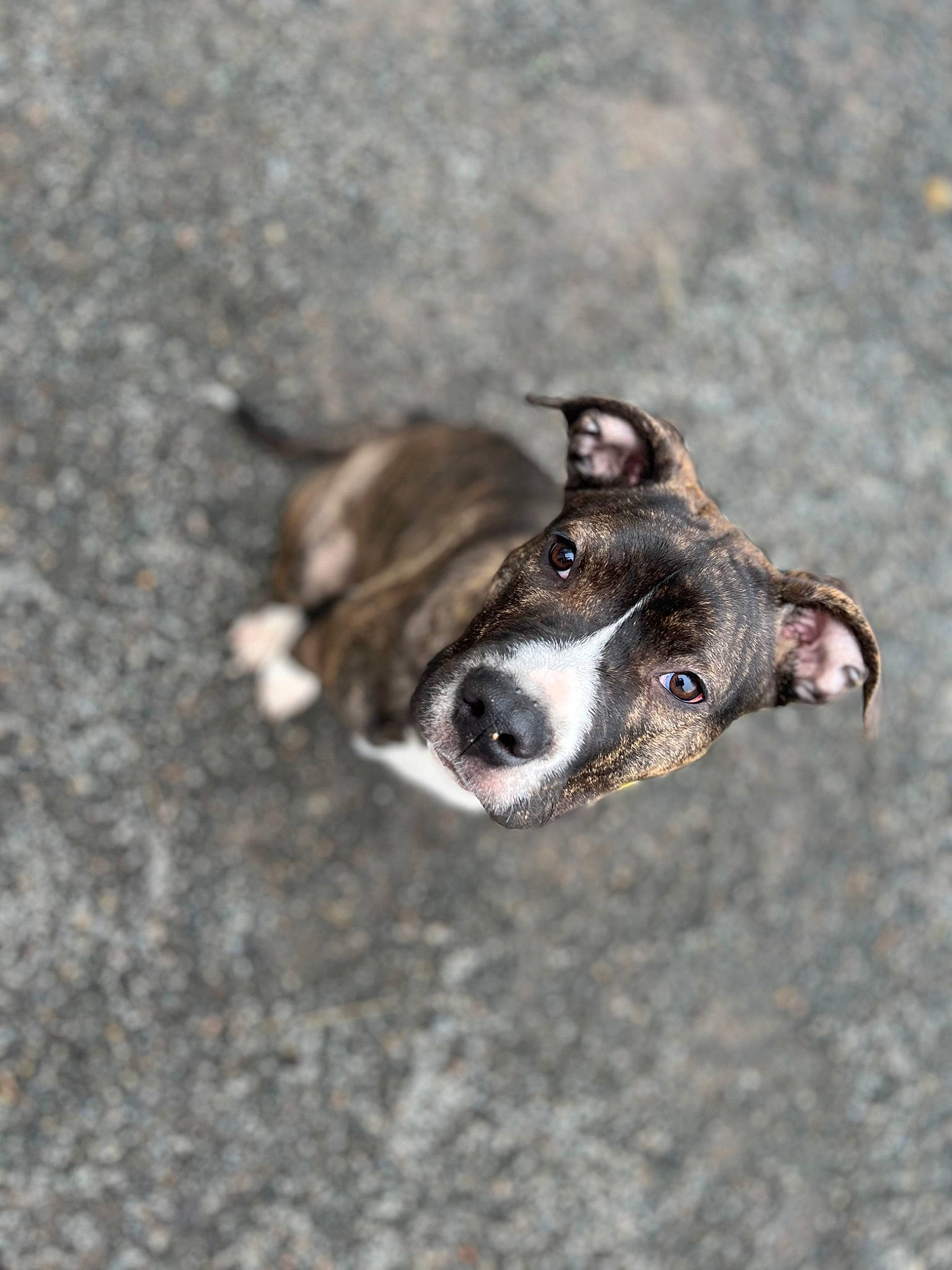 érah a rejoint le concours — aidez-le/la à gagner de superbes lots ! canidae, carnivore, collar, companion_dog, dog, dog_breed, fawn, guard_dog, non_sporting_group, paw, puppy, snout, sporting_group, street_dog, terrestrial_animal, whiskers, wildlife, working_animal, working_dog