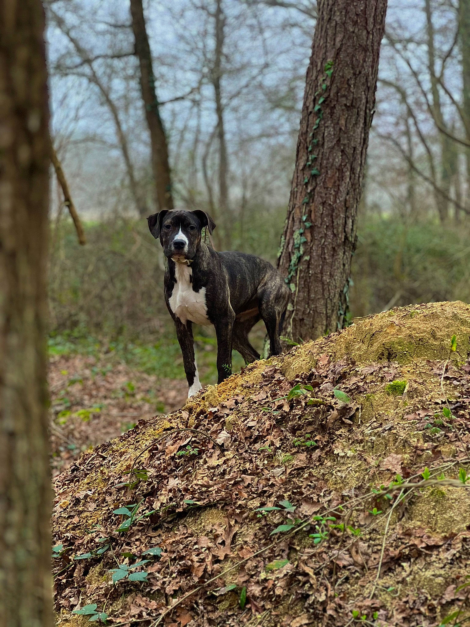 érah participe au concours pour gagner de l'argent avec cette photo : carnivore, companion_dog, dog, dog_breed, fawn, forest, grass, natural_landscape, plant, sky, snout, soil, sporting_group, tail, terrestrial_animal, tree, trunk, wood, woodland, working_animal