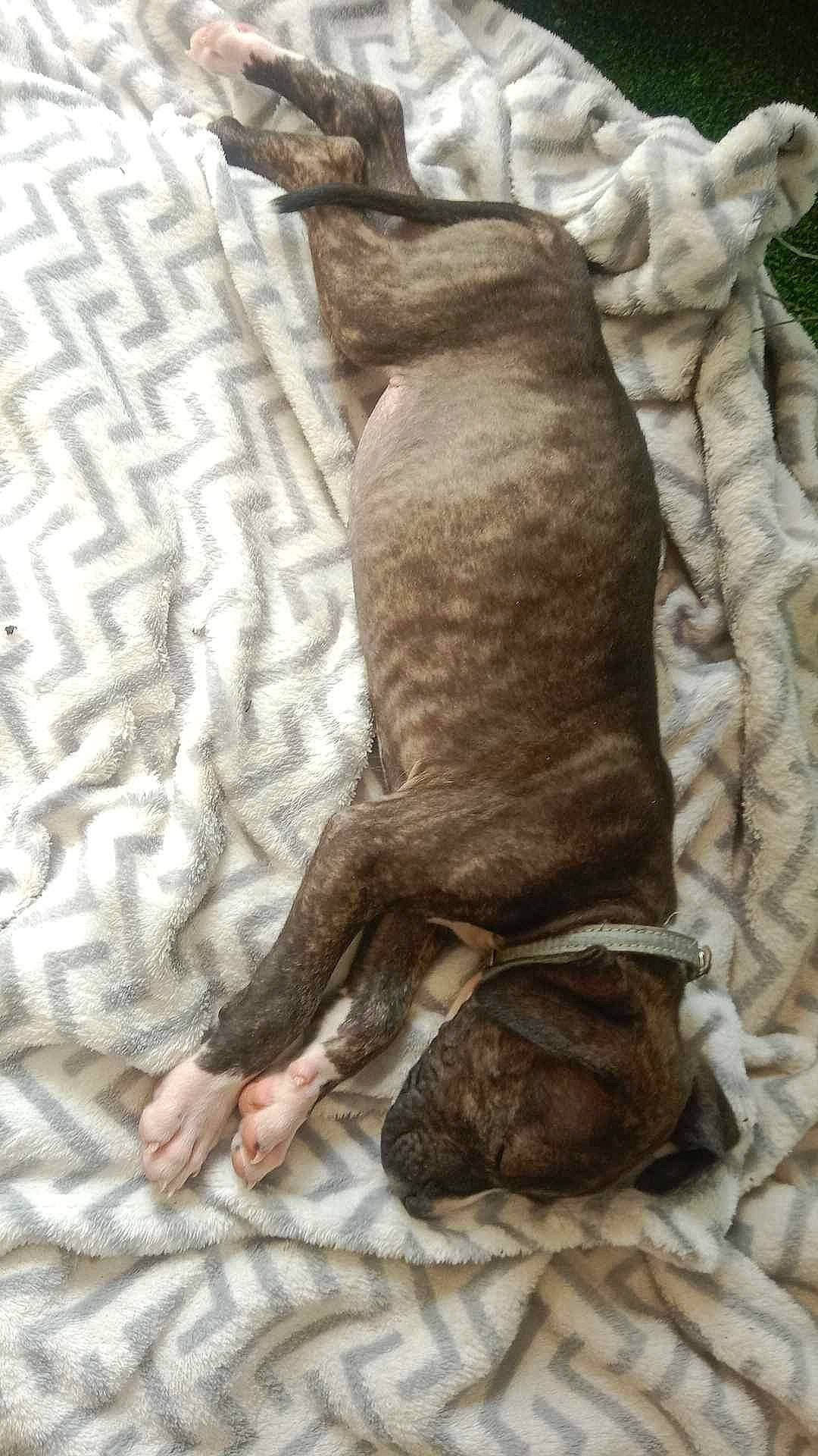 érah a rejoint le concours — aidez-le/la à gagner de superbes lots ! ancient_dog_breeds, art, canidae, carnivore, comfort, companion_dog, dog, dog_breed, fawn, felidae, guard_dog, linens, liver, non_sporting_group, snout, sporting_group, tail, terrestrial_animal, wood, working_animal