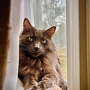 Mowgli is registered to the contest to win money with this photo: cat, fluffy, gray, yellow_eyes, windowsill, curtain, indoor, pet, animal, feline, relaxed, portrait, closeup, natural_light, window, cozy, whiskers, fur, resting, calm