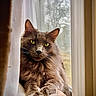 cat, fluffy, gray, yellow_eyes, windowsill, curtain, indoor, pet, animal, feline, relaxed, portrait, closeup, natural_light, window, cozy, whiskers, fur, resting, calm