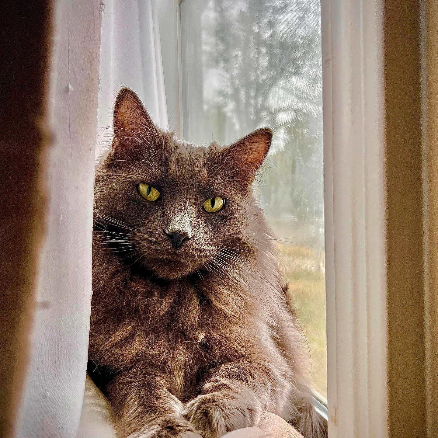 Mowgli