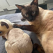 Sushi a rejoint le concours — aidez-le/la à gagner de superbes lots ! siamese_cat, cat, plush_toy, stuffed_animal, blue_eyes, paw, gray_blanket, indoor, door, floor, curious, pet, animal, feline, close_up, resting, soft_texture, cozy, companion, playful