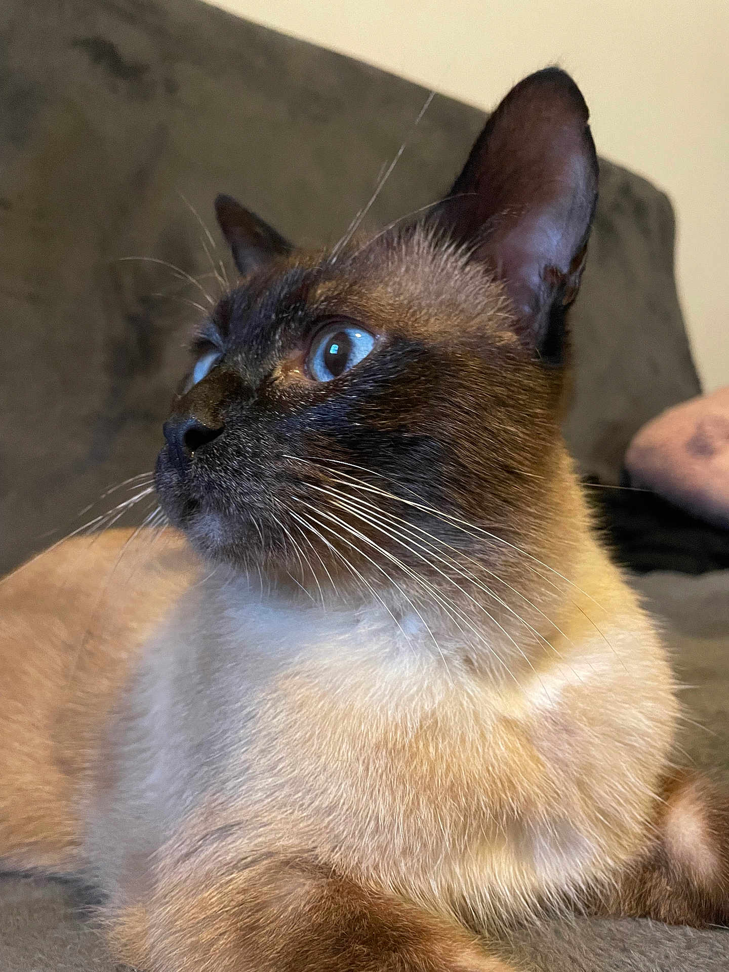 Sushi a rejoint le concours — aidez-le/la à gagner de superbes lots ! cat, siamese_cat, close_up, profile, blue_eyes, whiskers, fur, indoor, couch, soft_background, pet, animal, feline, looking_away, resting, domestic_cat, mammal, cute, portrait, relaxed