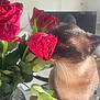 Sushi participe au concours pour gagner de l'argent avec cette photo : cat, siamese_cat, roses, flower, bouquet, petals, whiskers, indoor, sunlight, table, glass_vase, green_leaves, curious, closeup, animal, feline, soft_light, nature, plant, domestic_cat