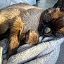 Sushi participe au concours pour gagner de l'argent avec cette photo : cat, siamese_cat, sleeping, nap, cozy, blanket, fur, indoor, sunlight, pet, animal, relaxing, closeup, whiskers, paw, cute, feline, rest, soft, warm