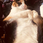 Pixie joined the competition — help win amazing prizes! cat, calico, feline, pet, animal, relaxing, sleepy, fur, whiskers, tail, blanket, soft, resting, indoor, cozy, cute, closeup, pattern, warm, comfort