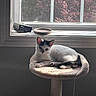 cat, kitten, black_and_white, pet, animal, feline, lounging, sitting, cat_tree, scratching_post, window, indoors, sunlight, relaxed, whiskers, ears, tail, paws, home, portrait