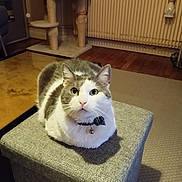Ringo a rejoint le concours — aidez-le/la à gagner de superbes lots ! cat, gray, white, sitting, loaf, collar, bell, ottoman, furniture, living_room, carpet, cat_tree, radiator, wooden_floor, indoor, pet, curious, wall_hook, cozy, home
