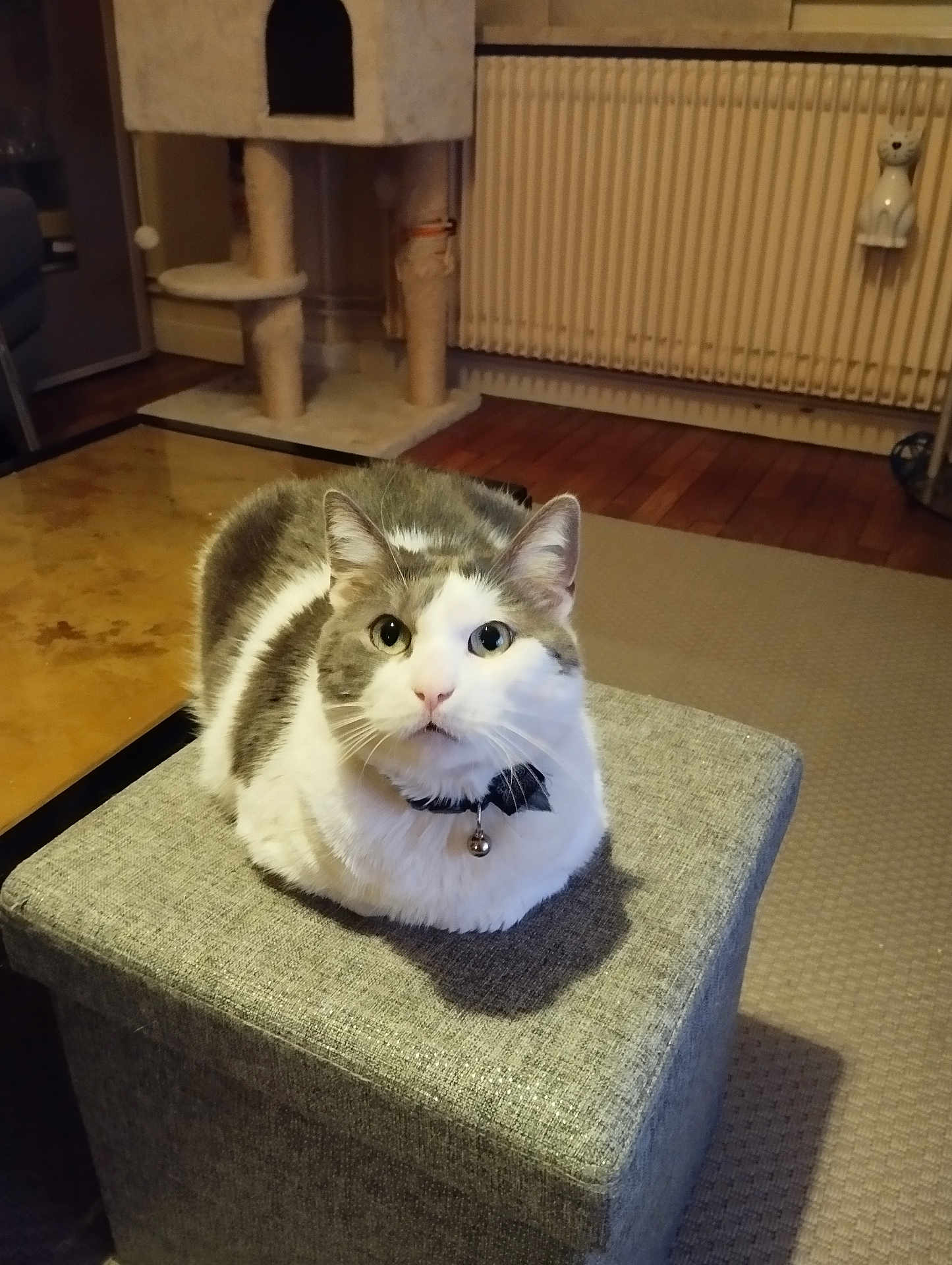 Ringo a rejoint le concours — aidez-le/la à gagner de superbes lots ! cat, gray, white, sitting, loaf, collar, bell, ottoman, furniture, living_room, carpet, cat_tree, radiator, wooden_floor, indoor, pet, curious, wall_hook, cozy, home