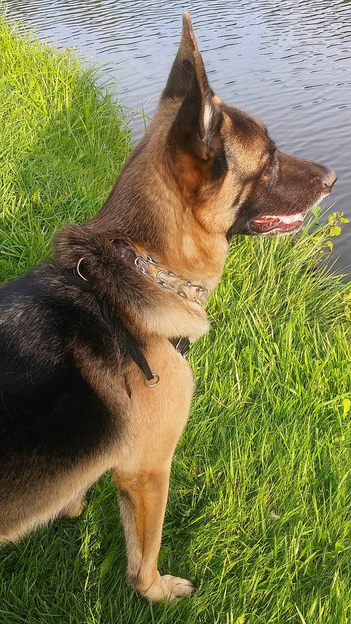 Tara participe au concours pour gagner de l'argent avec cette photo : belgian_shepherd_malinois, canidae, carnivore, dog, dog_breed, east_european_shepherd, fawn, german_shepherd_dog, grass, king_shepherd, kunming_wolfdog, mammal, norwegian_elkhound, old_german_shepherd_dog, police_dog, shiloh_shepherd_dog, snout, vertebrate, wolfdog, working_dog