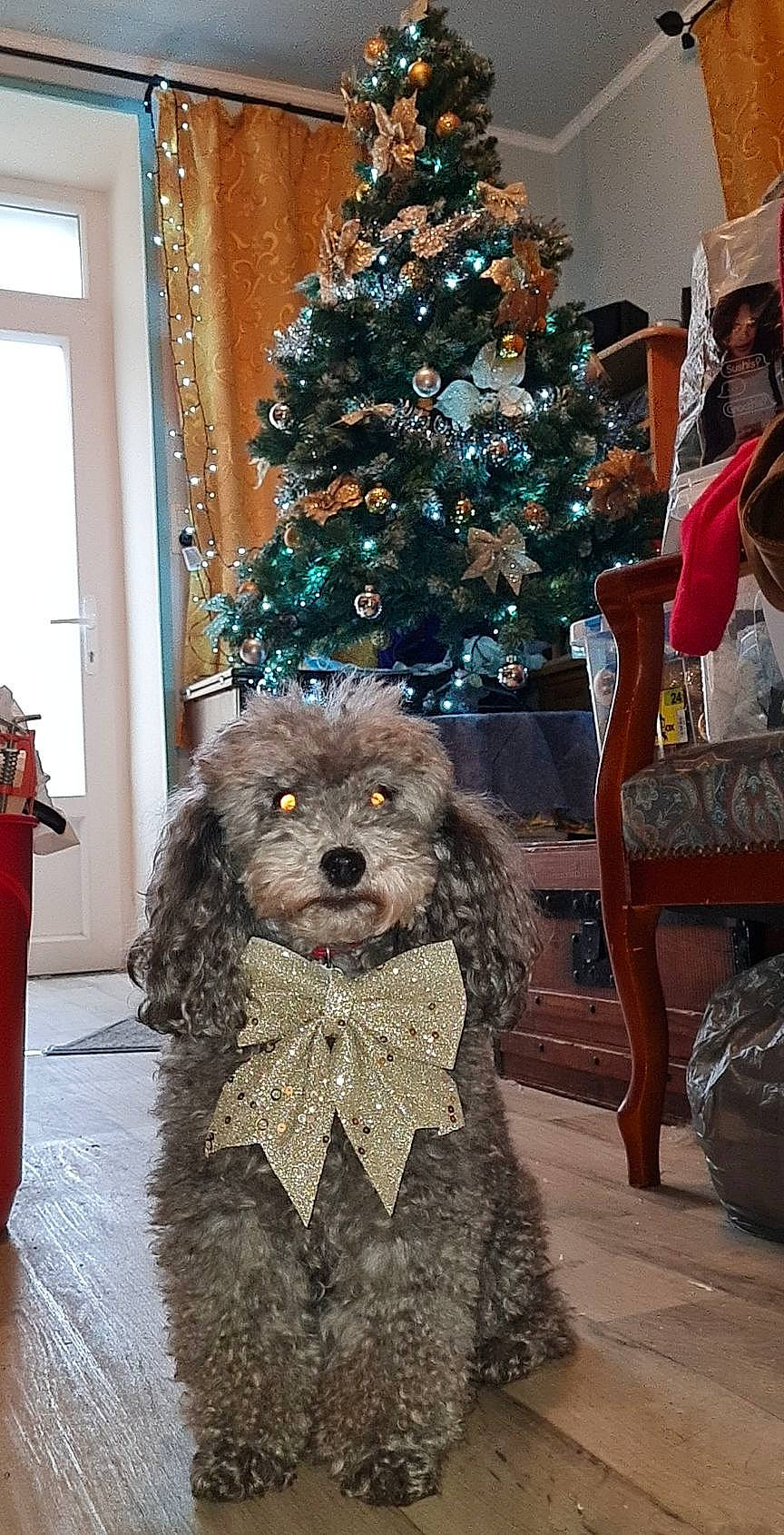 Louna participe au concours pour gagner de l'argent avec cette photo : carnivore, christmas_decoration, christmas_ornament, christmas_tree, companion_dog, conifer, dog, dog_breed, event, fawn, flooring, fur, holiday_ornament, ornament, room, sporting_group, terrier, toy_dog, water_dog, wood