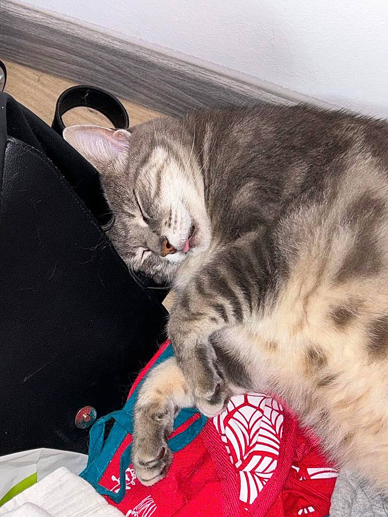 Flanagan a rejoint le concours — aidez-le/la à gagner de superbes lots ! bag, carnivore, cat, cat_supply, claw, comfort, couch, domestic_short_haired_cat, felidae, fur, grey, luggage_and_bags, nap, paw, sleep, small_to_medium_sized_cats, tail, whiskers