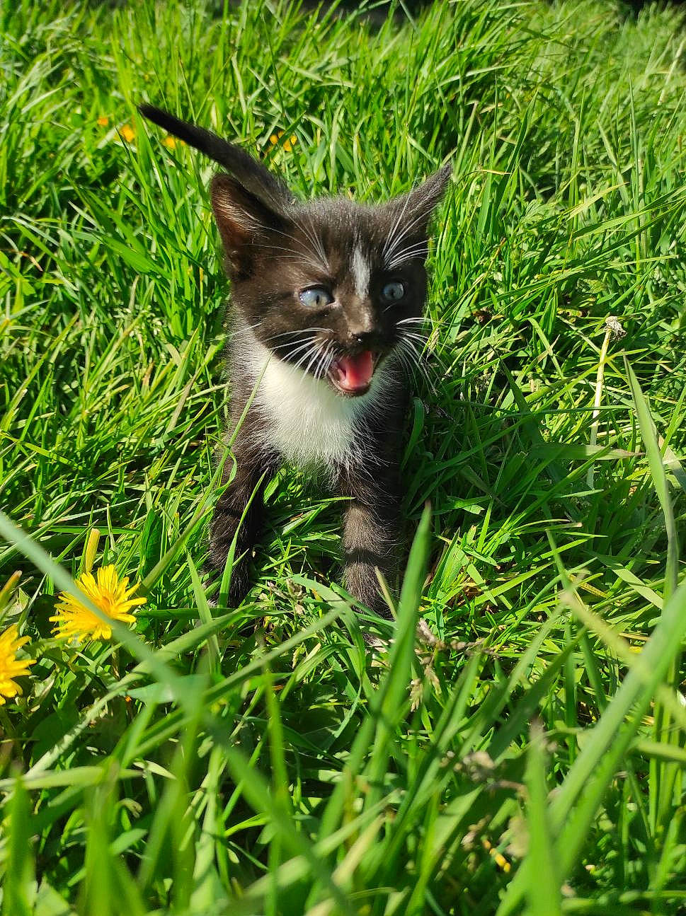 Snoopy a rejoint le concours — aidez-le/la à gagner de superbes lots ! carnivore, cat, eye, fawn, felidae, flower, grass, grass_family, grassland, groundcover, herbaceous_plant, iris, meadow, natural_landscape, plant, small_to_medium_sized_cats, tail, terrestrial_animal, terrestrial_plant, whiskers