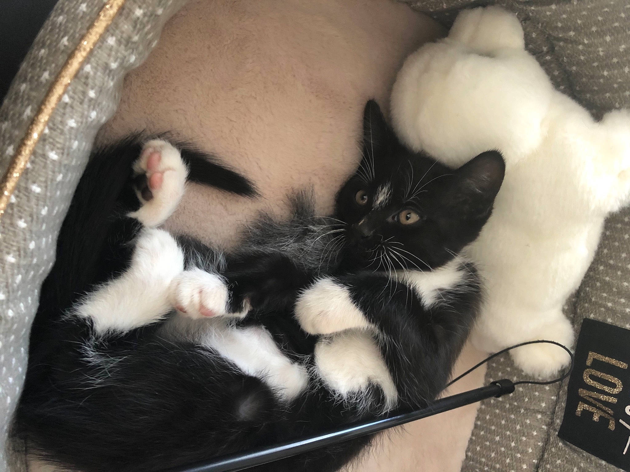 Snoopy participe au concours pour gagner de l'argent avec cette photo : beard, carnivore, cat, cat_bed, claw, comfort, domestic_short_haired_cat, ear, felidae, fur, lap, nap, paw, photo_caption, sitting, sleep, small_to_medium_sized_cats, snout, tail, whiskers