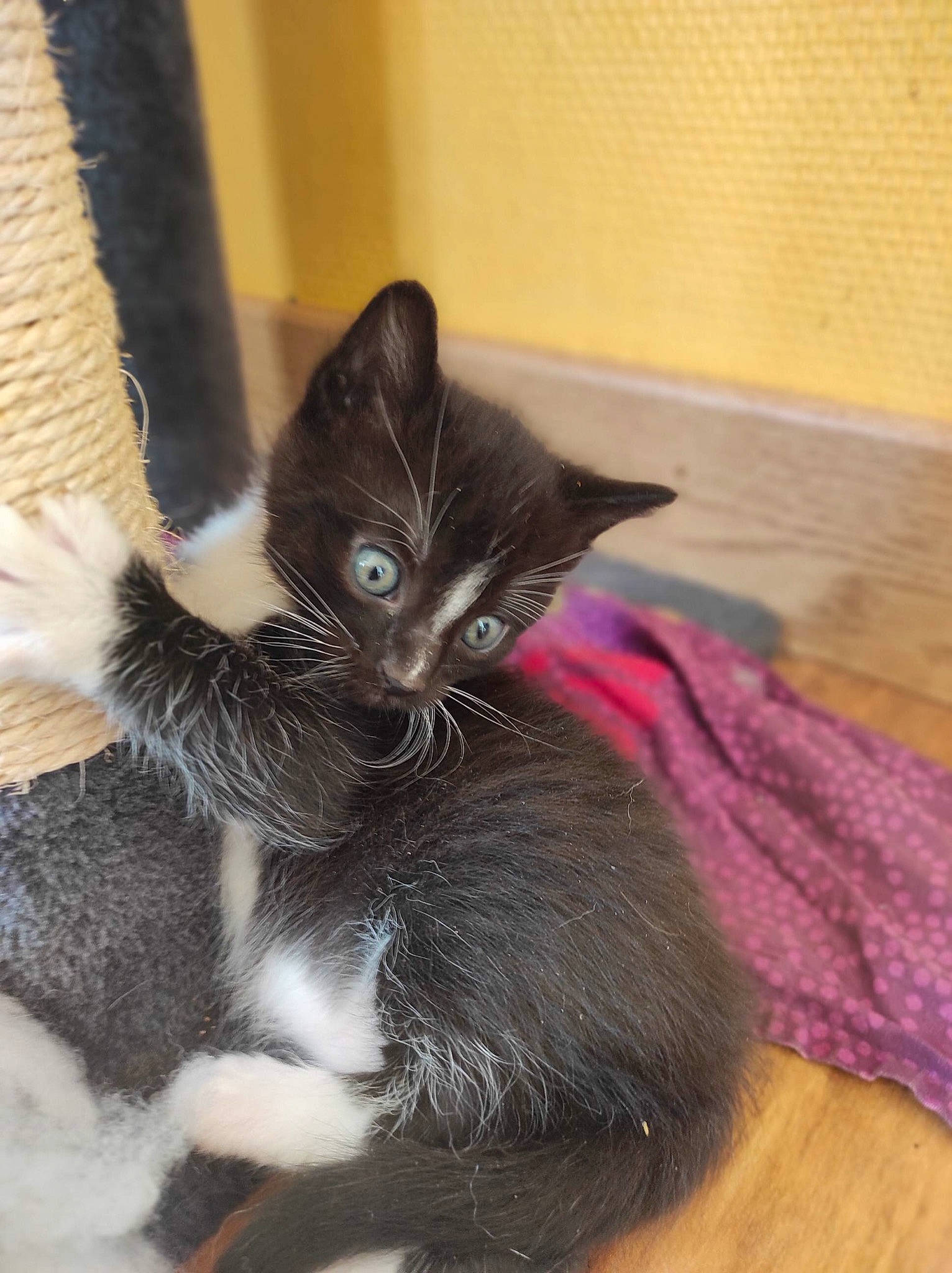 Snoopy participe au concours pour gagner de l'argent avec cette photo : black_cat, carnivore, cat, cat_furniture, cat_supply, claw, comfort, domestic_short_haired_cat, felidae, flooring, fur, hardwood, paw, small_to_medium_sized_cats, snout, tail, whiskers, wood, wood_flooring