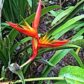 Angelique P.