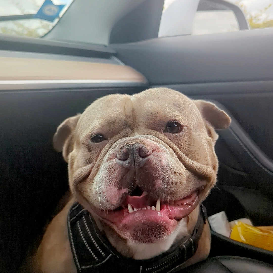 Nugget a rejoint le concours — aidez-le/la à gagner de superbes lots ! animal, bulldog, canine, car_interior, closeup, companion, cute, dog, domestic_animal, happy, harness, leather_seat, pet, seat, side_mirror, smiling, teeth, tongue, transportation, window