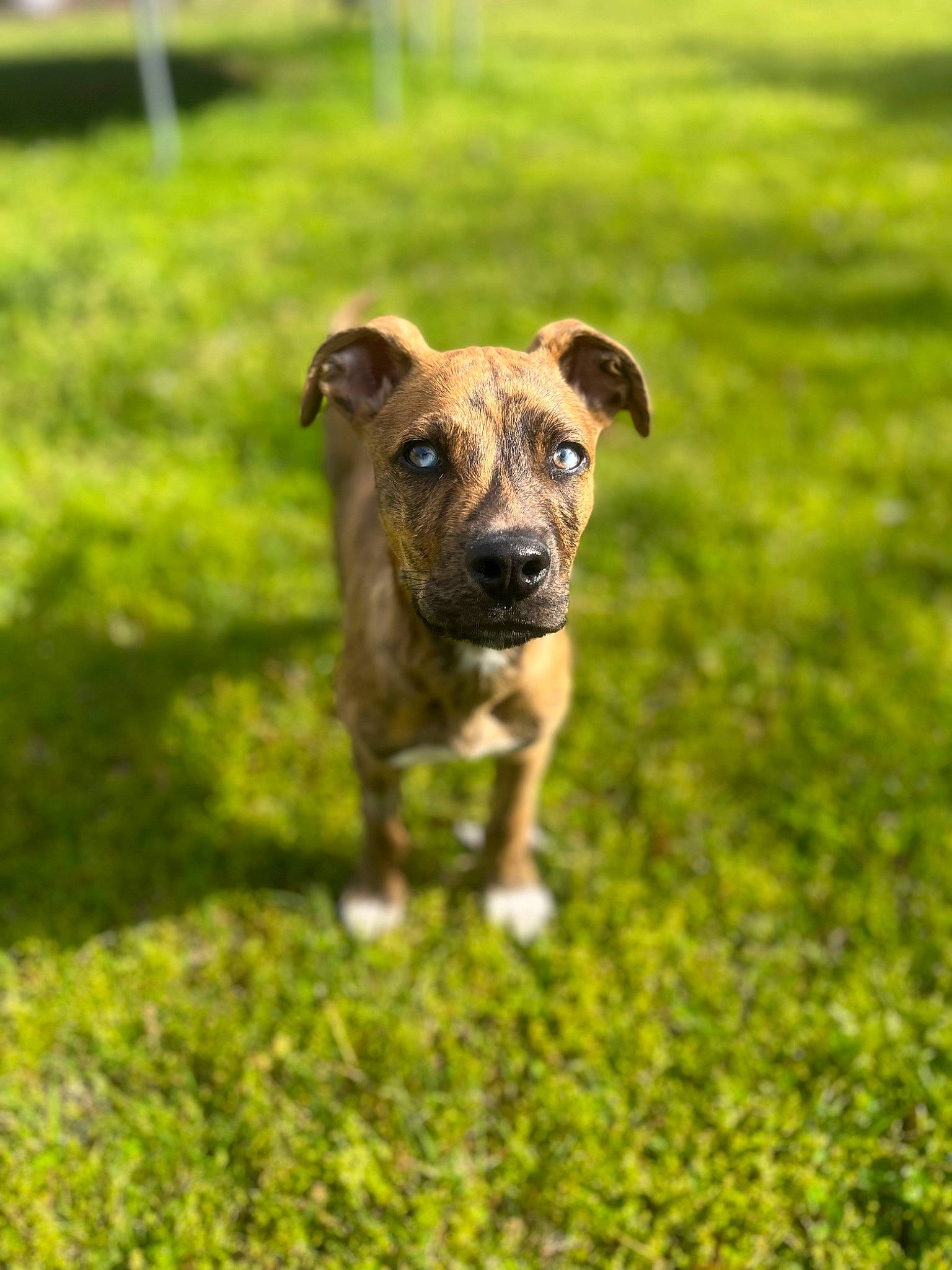 Drake joined the competition — help win amazing prizes! art, canidae, carnivore, companion_dog, dog, dog_breed, fawn, grass, grass_family, grassland, groundcover, meadow, pasture, plant, prairie, snout, sporting_group, terrestrial_animal, wildlife, working_animal