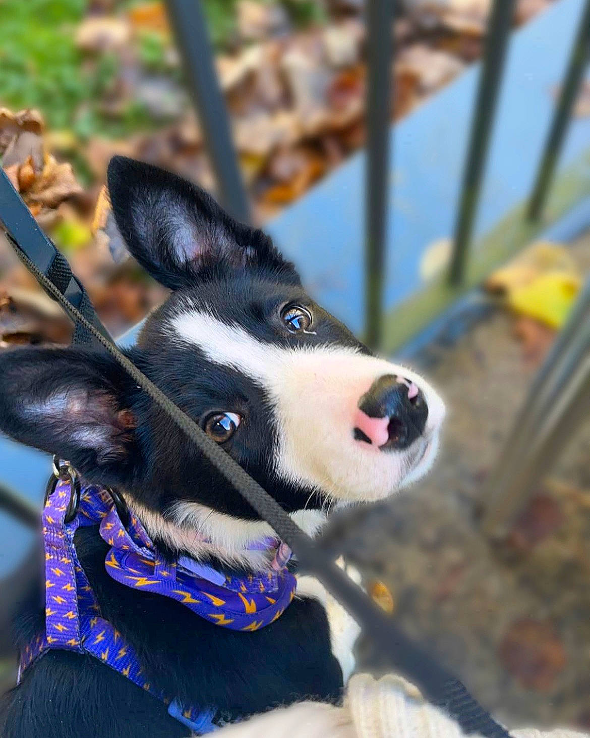 Hallie is registered to the contest to win money with this photo: canidae, carnivore, collar, companion_dog, dog, dog_breed, dog_collar, electric_blue, fence, fur, herding_dog, leash, non_sporting_group, pack_animal, sled_dog, snout, sporting_group, whiskers, working_animal, working_dog