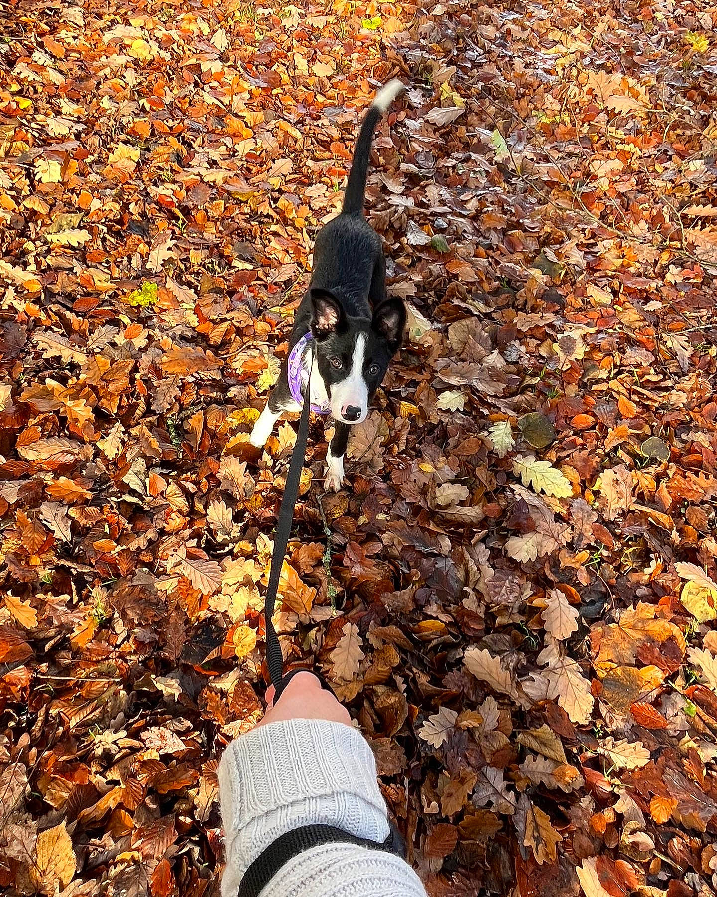 Hallie is registered to the contest to win money with this photo: asphalt, autumn, canidae, carnivore, companion_dog, deciduous, dog, dog_breed, grass, human_leg, people_in_nature, plant, road_surface, rock, shadow, soil, sporting_group, tail, tints_and_shades, wood