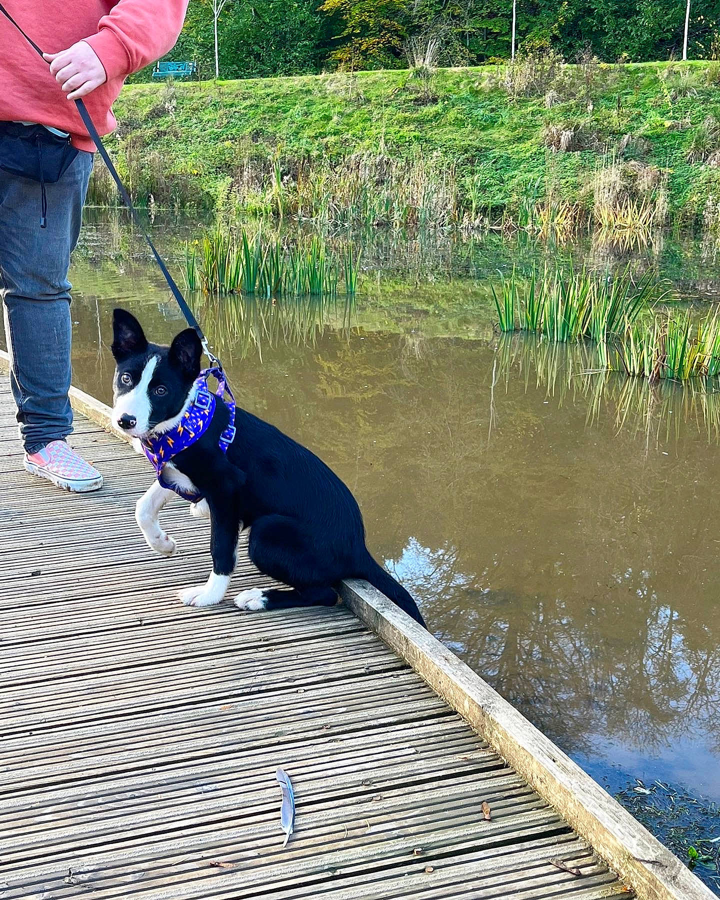 Hallie is registered to the contest to win money with this photo: carnivore, collar, companion_dog, dog, dog_breed, dog_collar, electric_blue, fashion_accessory, freshwater_marsh, grass, lacustrine_plain, lake, leash, leisure, pet_supply, plant, sporting_group, tail, water, working_animal