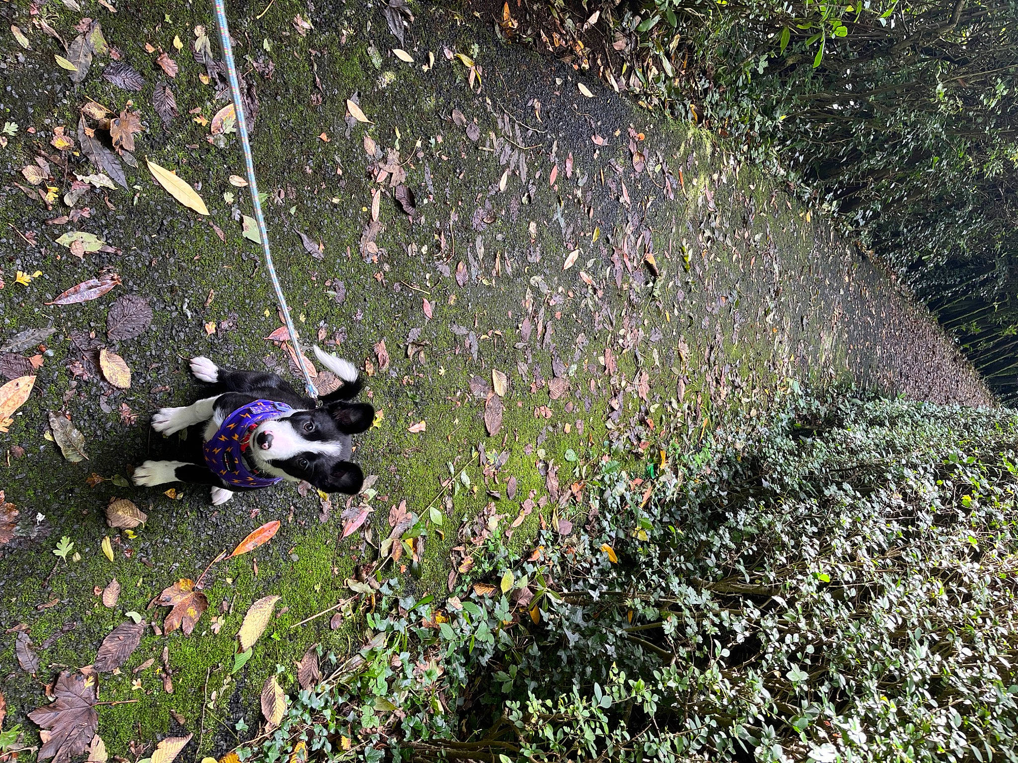 Hallie joined the competition — help win amazing prizes! annual_plant, art, canidae, carmine, carnivore, flowering_plant, garden, grass, groundcover, herbaceous_plant, landscape, people_in_nature, plant, shadow, shrub, soil, sporting_group, tail, tints_and_shades, wildflower