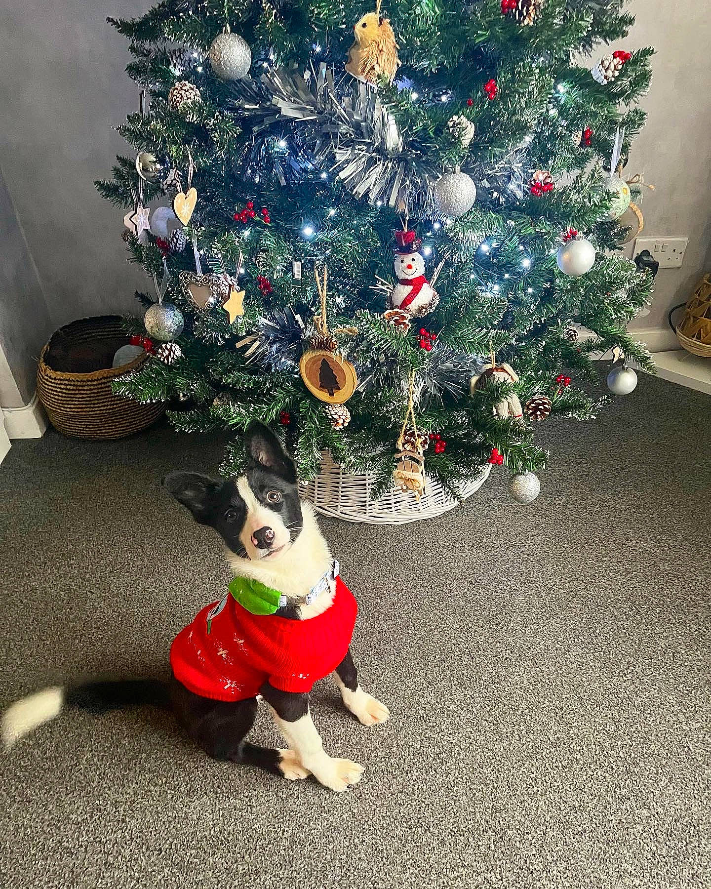 Hallie joined the competition — help win amazing prizes! carnivore, christmas, christmas_decoration, christmas_ornament, christmas_tree, collar, companion_dog, dog, dog_supply, event, evergreen, fawn, holiday, holiday_ornament, living_room, ornament, plant, sunglasses, tints_and_shades, tree