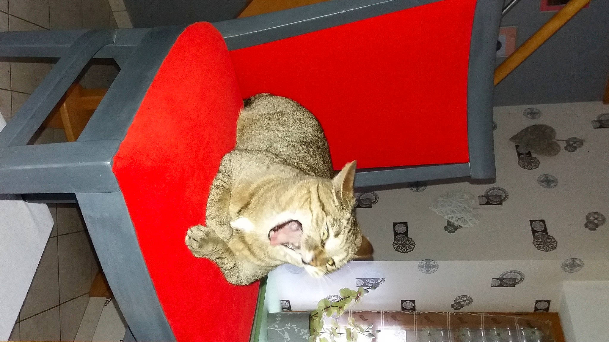 Dahlia a rejoint le concours — aidez-le/la à gagner de superbes lots ! carnivore, cat, cat_supply, domestic_short_haired_cat, felidae, fur, paw, pet_supply, small_to_medium_sized_cats, snout, tabby_cat, tail, tongue, vertebrate, whiskers