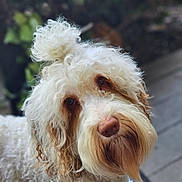 Charlie joined the competition — help win amazing prizes! blurred_background, brown_fur, close_up, curly_fur, cute, dog, expression, eye_contact, face, fluffy, groomed, muzzle, nose, outdoor, pet, plant, portrait, soft_lighting, whiskers, white_fur