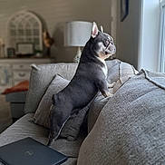 Spanky joined the competition — help win amazing prizes! animal, couch, cozy, curious, daylight, decor, dog, french_bulldog, furniture, gray, home, indoor, interior, lamp, living_room, looking_out, pet, pillow, standing, window